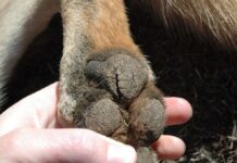 Comment soigner les pattes sèches de votre chien Comment soigner les pattes sèches de votre chien