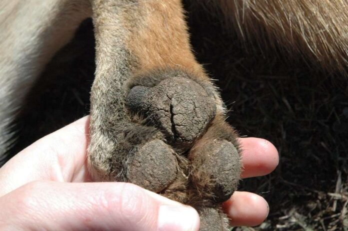 Comment soigner les pattes sèches de votre chien