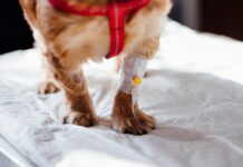 La blessure de mon chien ne guérit pas : que dois-je faire ? La blessure de mon chien ne guérit pas