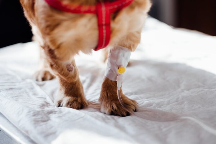 La blessure de mon chien ne guérit pas La blessure de mon chien ne guérit pas