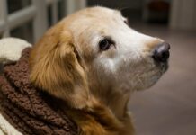 Puis-je utiliser une couverture chauffante sur mon chien ? Puis-je utiliser une couverture chauffante sur mon chien ?