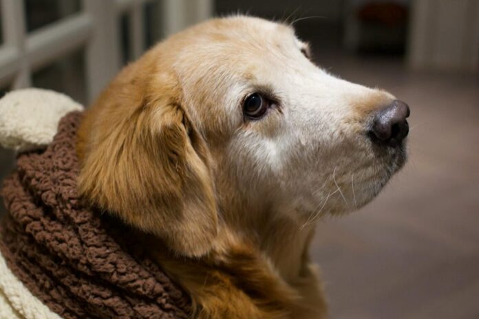 Puis-je utiliser une couverture chauffante sur mon chien ?
