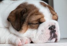 Les chiens peuvent-ils attraper la grippe ? Les chiens peuvent-ils attraper la grippe
