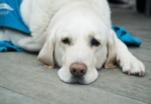 La vérité sur les vitamines pour chiens : Surévaluées ou rentables ? les vitamines pour chiens