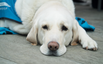 La vérité sur les vitamines pour chiens : Surévaluées ou rentables ? les vitamines pour chiens
