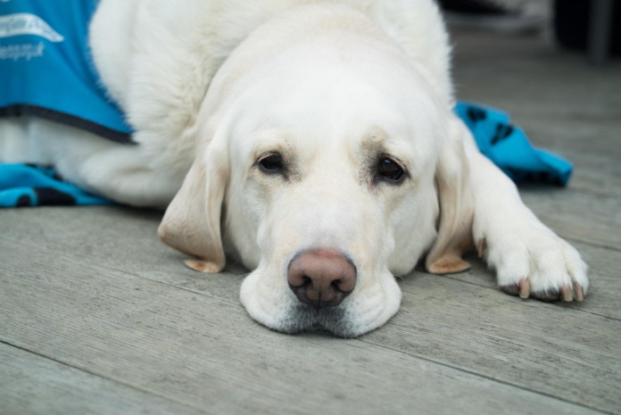 les vitamines pour chiens les vitamines pour chiens