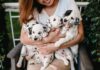 Les aliments humains les plus sains pour les chiens