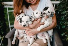 Les aliments humains les plus sains pour les chiens