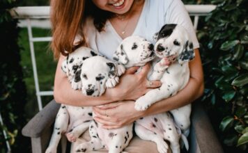 Les aliments humains les plus sains pour les chiens