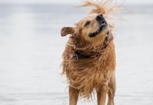 Pourquoi mon chien secoue-t-il la tête ? Pourquoi mon chien secoue-t-il la tête ?