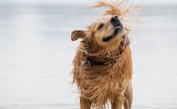 Pourquoi mon chien secoue-t-il la tête ? Pourquoi mon chien secoue-t-il la tête ?