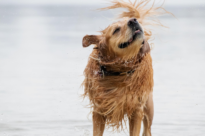Pourquoi mon chien secoue-t-il la tête ? Pourquoi mon chien secoue-t-il la tête ?