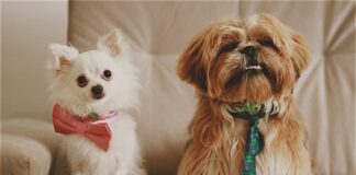 Comment réduire la mue du chien et garder une maison propre. Comment réduire la mue du chien