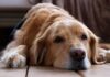 Les chiens peuvent-ils avoir une crise de la cinquantaine ? Changements de comportement chez les chiens âgés. Les chiens peuvent-ils avoir une crise de la cinquantaine