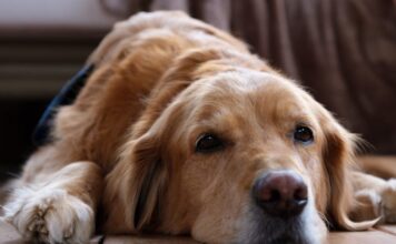 Les chiens peuvent-ils avoir une crise de la cinquantaine ? Changements de comportement chez les chiens âgés. Les chiens peuvent-ils avoir une crise de la cinquantaine