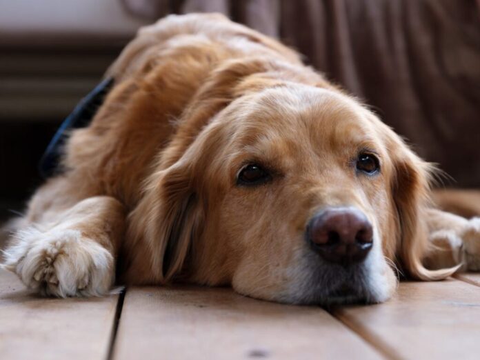 Les chiens peuvent-ils avoir une crise de la cinquantaine Les chiens peuvent-ils avoir une crise de la cinquantaine