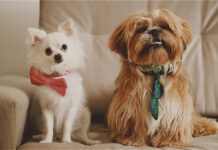 Comment réduire la mue du chien et garder une maison propre.