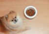 Chien qui ne mange pas : simples caprices ou problème sérieux ? Pourquoi mon chien ne mange pas ? Causes et solutions