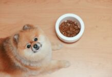 Chien qui ne mange pas : simples caprices ou problème sérieux ?