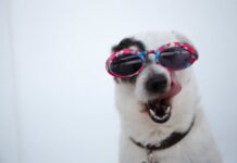 La Méthode Appropriée pour Brosser les Dents de Votre Chien et les Garder Propres