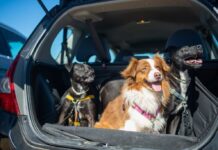 Astuces de voyage en voiture pour les propriétaires de chiens
