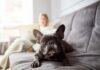 Quel Chien Choisir pour Vivre en Appartement ? Mon Expérience et Mes Conseils