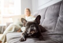Quel Chien Choisir pour Vivre en Appartement ? Mon Expérience et Mes Conseils
