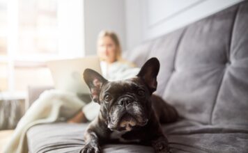 Quel Chien Choisir pour Vivre en Appartement ? Mon Expérience et Mes Conseils
