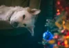 Les chiens ressentent-ils la mélancolie hivernale ? Impact des jours plus courts sur leur humeur et leur santé.