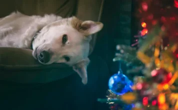 Les chiens ressentent-ils la mélancolie hivernale ? Impact des jours plus courts sur leur humeur et leur santé.