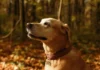 Guide de toilettage automnal pour chiens : conditions froides, mue et protection des pelages.