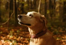 Guide de toilettage automnal pour chiens : conditions froides, mue et protection des pelages.