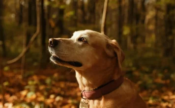 Guide de toilettage automnal pour chiens : conditions froides, mue et protection des pelages.