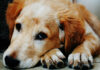 Que Donner à un Chien en Cas de Diarrhée ? Les Meilleures Solutions