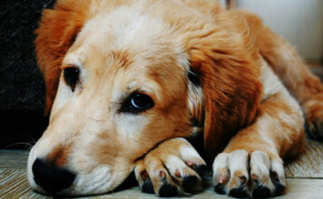 Que Donner à un Chien en Cas de Diarrhée ? Les Meilleures Solutions