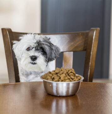 Pourquoi mon chien vomit-il ? Pourquoi mon chien vomit-il ? Causes et quand s'inquiéter
