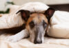 Pourquoi mon chien tremble-t-il ? Causes et solutions Pourquoi mon chien tremble-t-il ? Causes et solutions