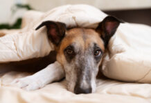 Pourquoi mon chien tremble-t-il ? Causes et solutions Pourquoi mon chien tremble-t-il ? Causes et solutions