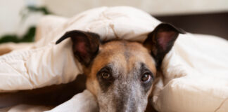 Pourquoi mon chien tremble-t-il ? Causes et solutions Pourquoi mon chien tremble-t-il ? Causes et solutions