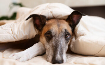 Pourquoi mon chien tremble-t-il ? Causes et solutions Pourquoi mon chien tremble-t-il ? Causes et solutions
