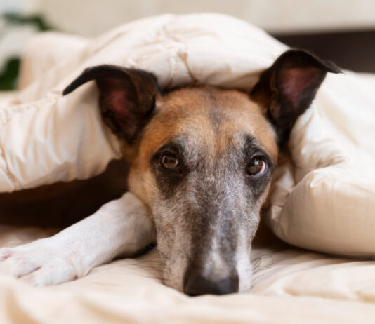 Pourquoi mon chien tremble-t-il ? Causes et solutions Pourquoi mon chien tremble-t-il ? Causes et solutions