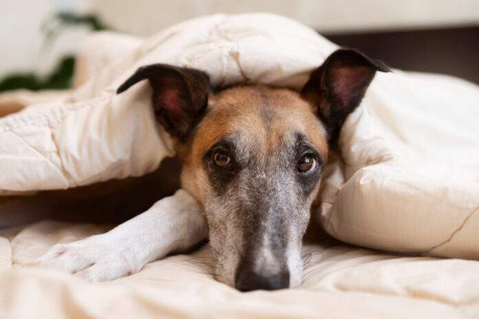 Pourquoi mon chien tremble-t-il ? Causes et solutions